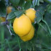 lemonsandshade