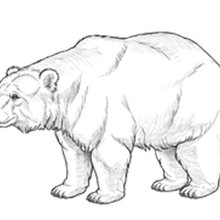 kierBearFx