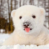 cuteBear