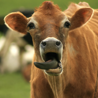 farmtrader15