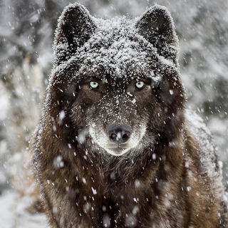 LoneWolf1425