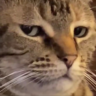 boredcat0